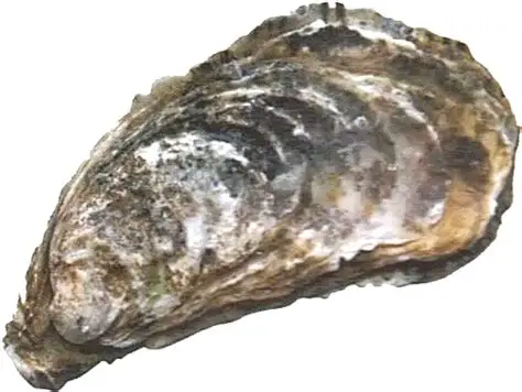 Premium fresh oysters